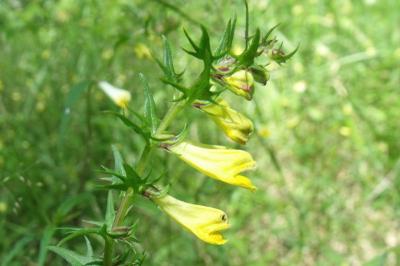 Melampyrum pratense