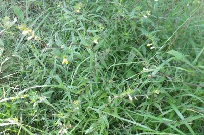 Melampyrum pratense