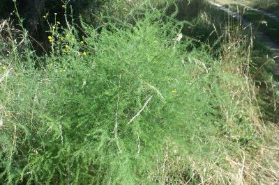 Asparagus officinalis