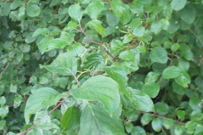 Frangula alnus