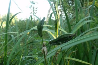 Iris pseudacorus