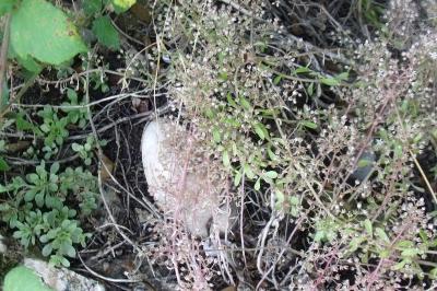 Sedum cepaea