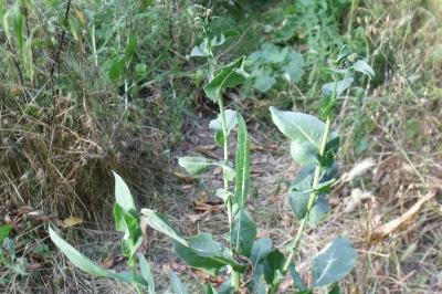 Lactuca serriola