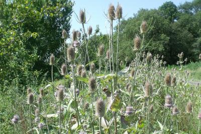 Dipsacus fullonum