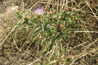 Centaurea calcitrapa