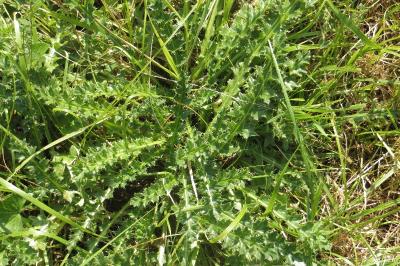 Cirsium acaulon