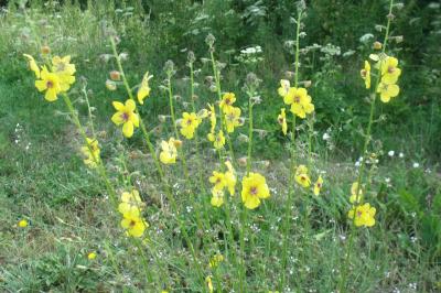 Verbascum blattaria