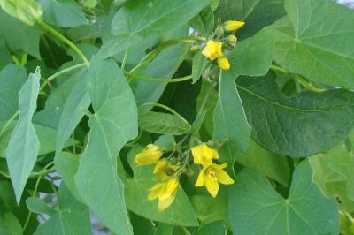 Lysimachia vulgaris