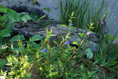 Scutellaria galericulata