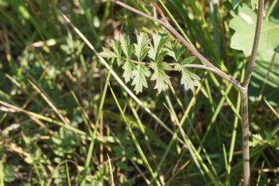 Pimpinella saxifraga