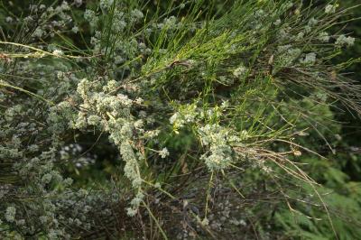 Cytisus scoparius