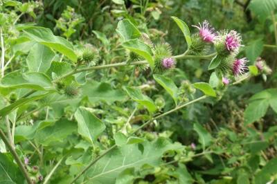 Arctium minus