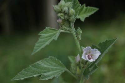 Althaea officinalis