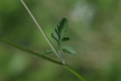 Torilis japonica