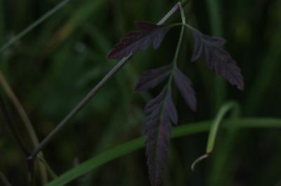 Torilis japonica