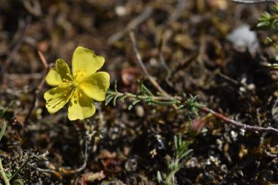 Fumana procumbens