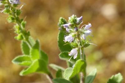 Veronica officinalis
