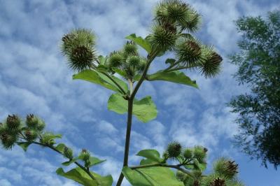 Arctium lappa