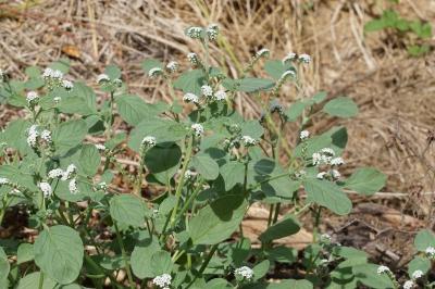 Heliotropium europaeum
