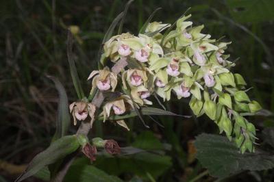 Epipactis purpurata