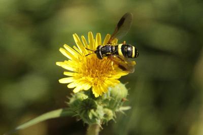 Sonchus asper