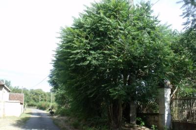 Ailanthus altissima