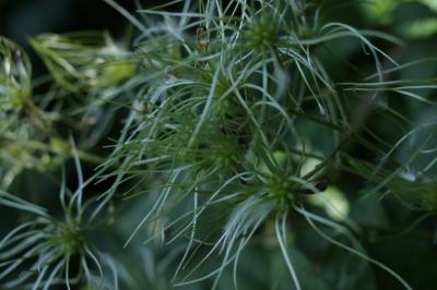 Clematis vitalba