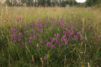 Betonica officinalis