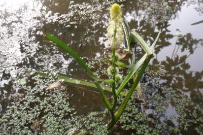 Sparganium emersum
