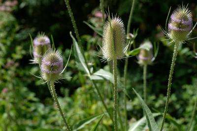 Dipsacus fullonum