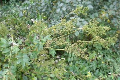 Filipendula ulmaria