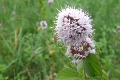 Mentha aquatica