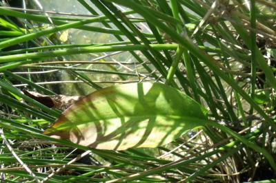 Alisma plantago-aquatica