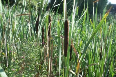 Typha latifolia