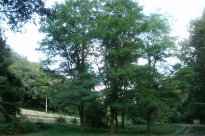 Robinia pseudoacacia
