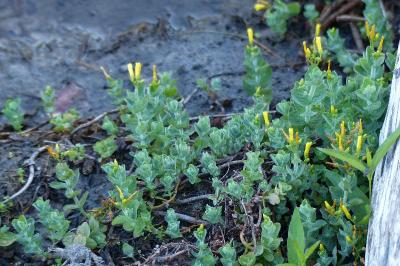Hypericum elodes