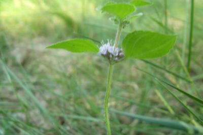 Mentha arvensis