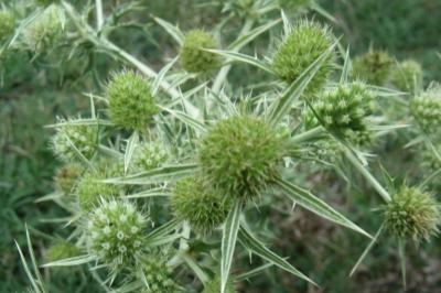 Eryngium campestre