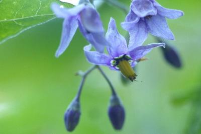 Solanum dulcamara
