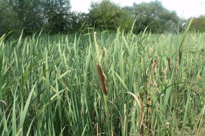 Typha latifolia