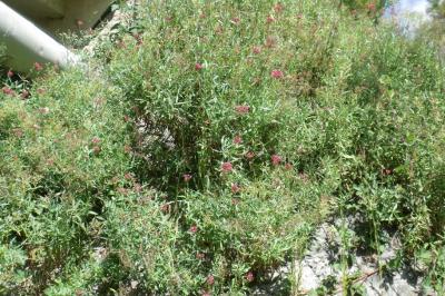 Centranthus ruber
