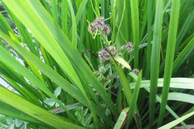 Sparganium erectum