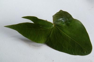 Sagittaria sagittifolia