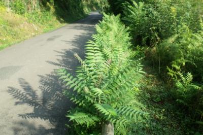 Ailanthus altissima