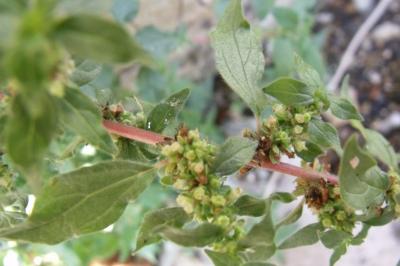 Parietaria judaica