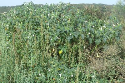 Datura stramonium