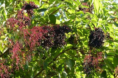 Sambucus nigra