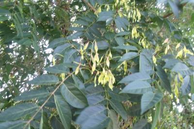 Ailanthus altissima