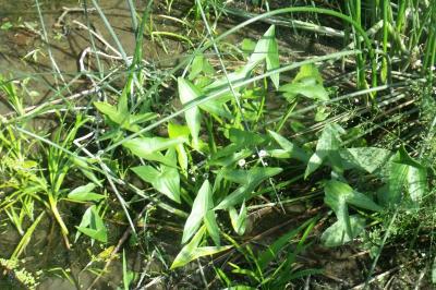 Sagittaria sagittifolia