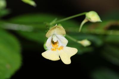 Balsaminaceae